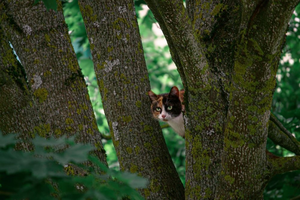 Фотография автора Алина