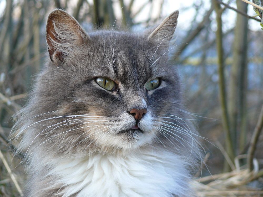 Маркиз на фотосессии.