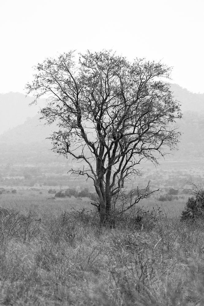 Про дерево...