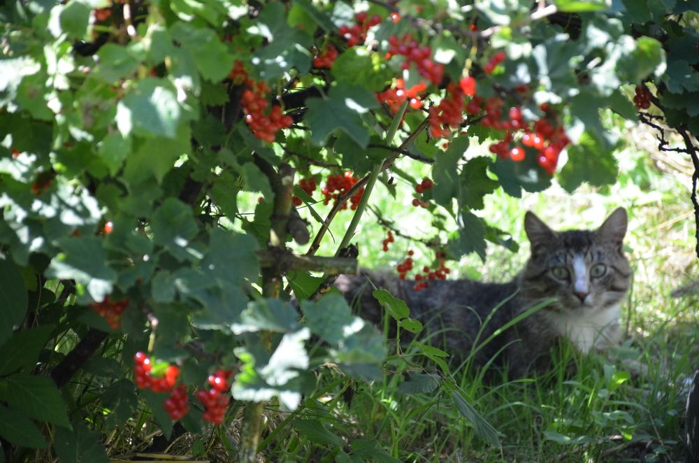 Photograph by Надежда Каравайцева
