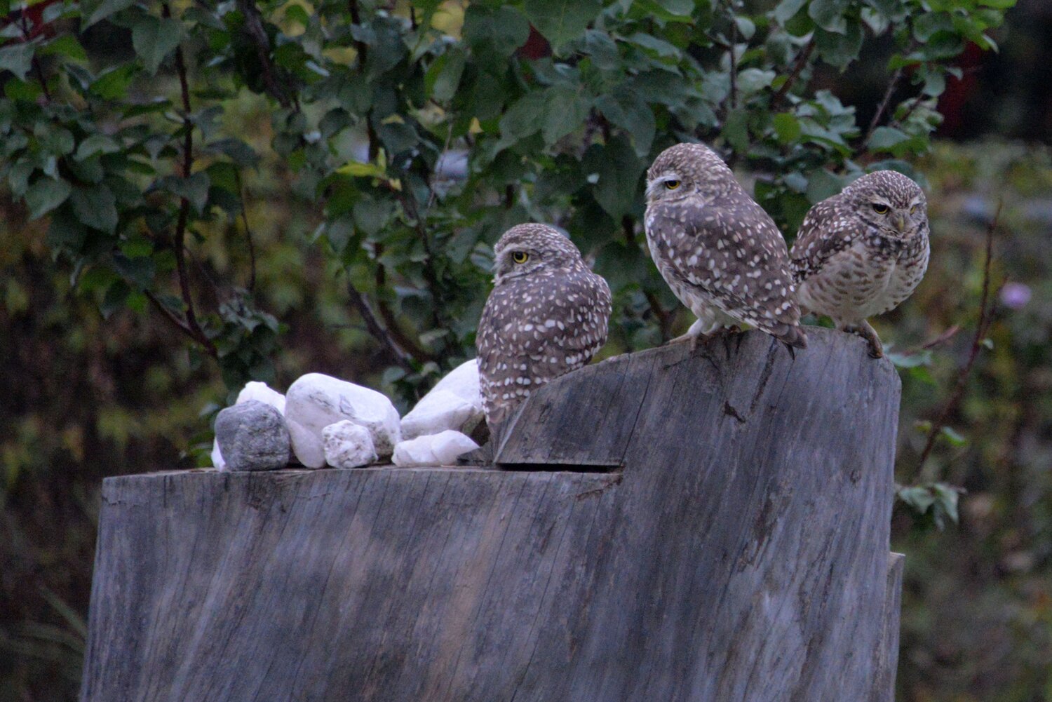 fotografia efectuada en en Jardin