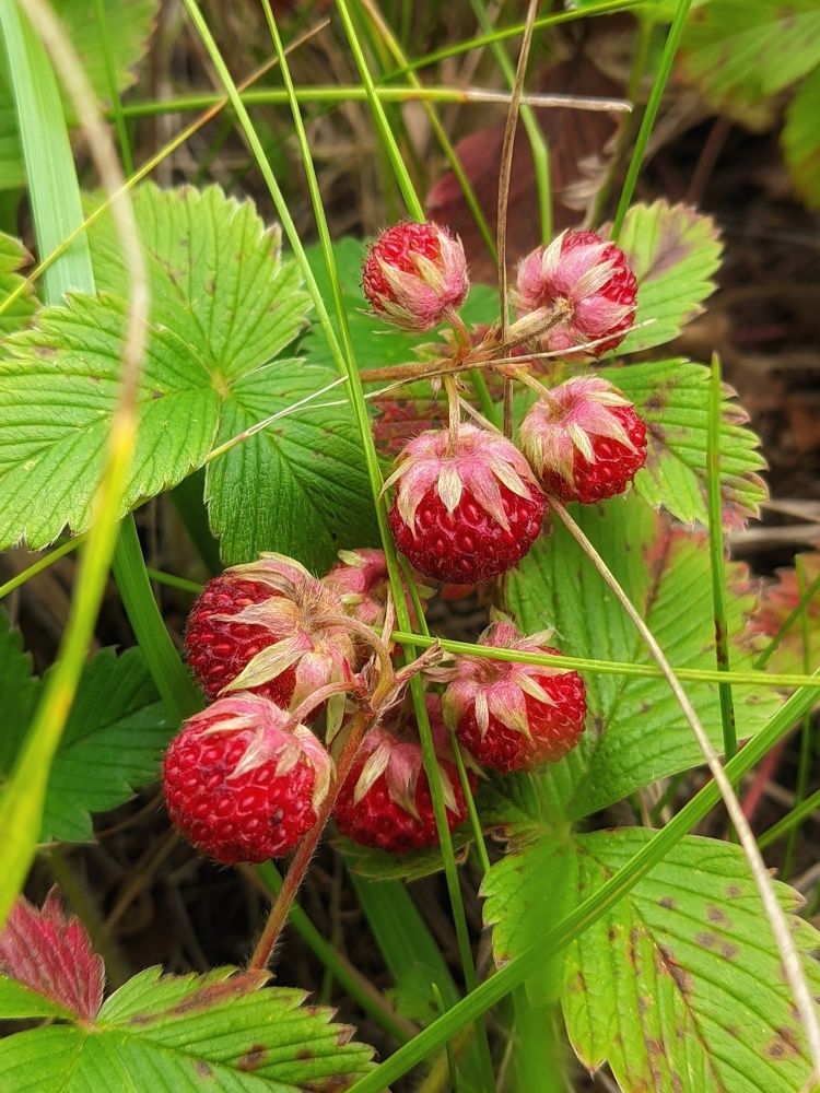 Photograph by Мария Широких