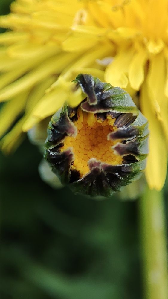 Photograph by Marina Selina