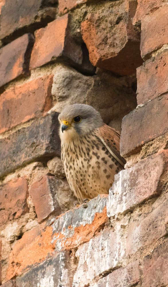 Сокол в жилом доме