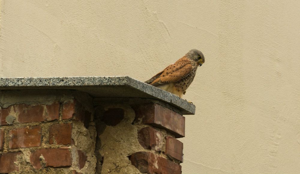 Сокол в жилом доме