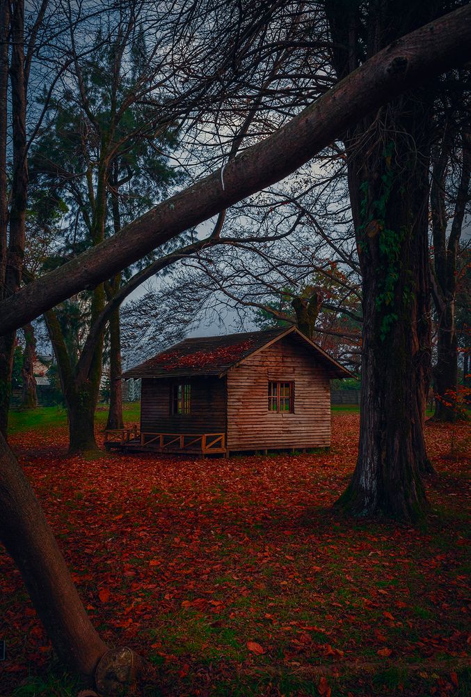 A Abandobed House Surrounded By Trees