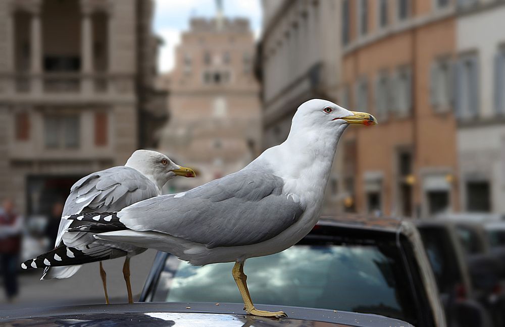 Photograph by Вадим Городницкий