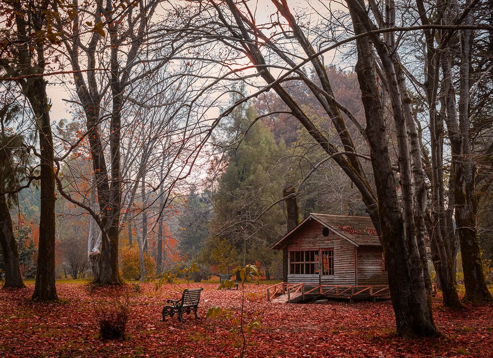 A House In Middle Of A Forest