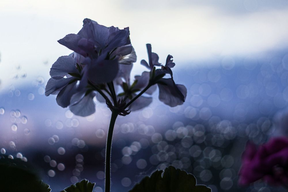 Фотография автора Алина