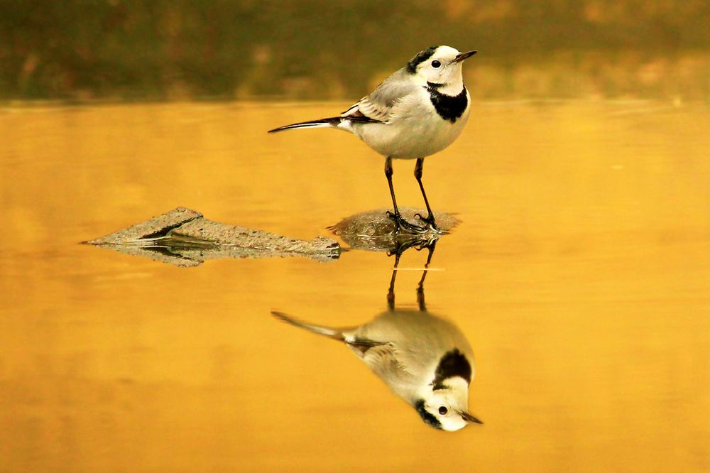 Photograph by hasan sorena jouri