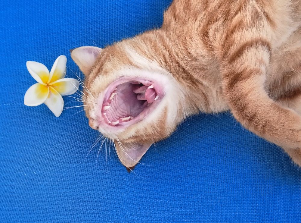 Photograph by Елена Третьякова