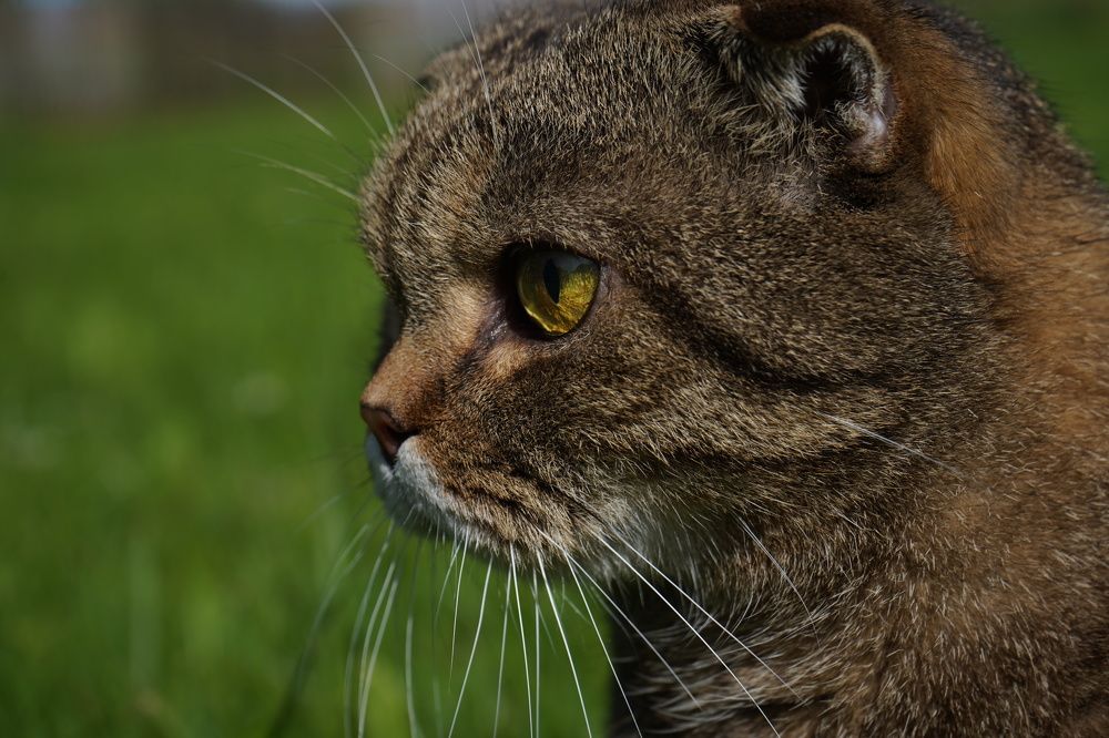 Photograph by Елена Копейкина