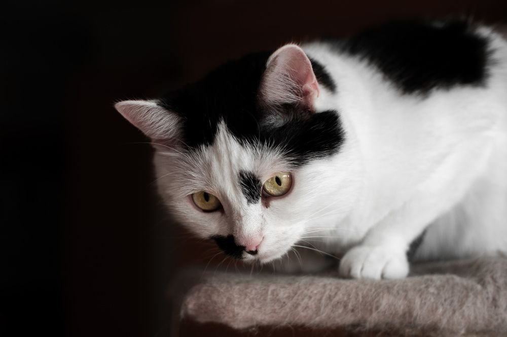 Фотография автора Ketov Vladimir