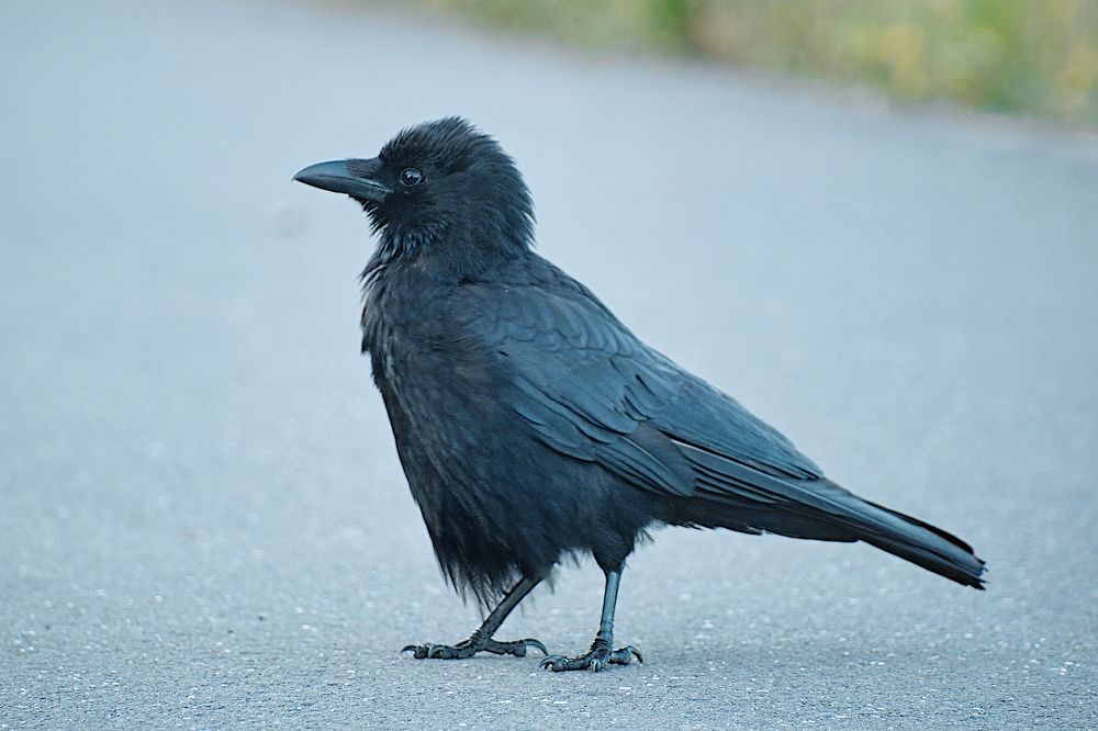 Фотография автора Ketov Vladimir