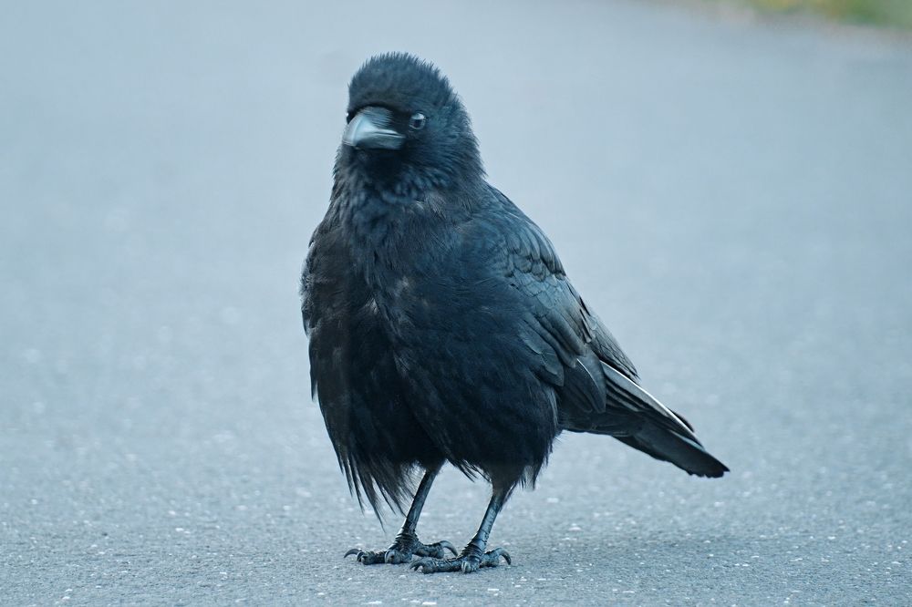 Фотография автора Ketov Vladimir