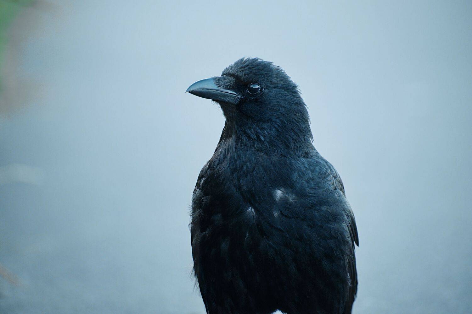 Фотография #10767187