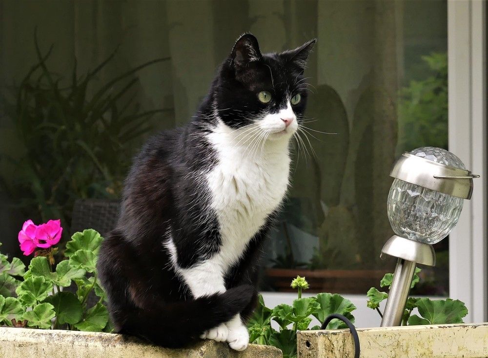 Наблюдатель