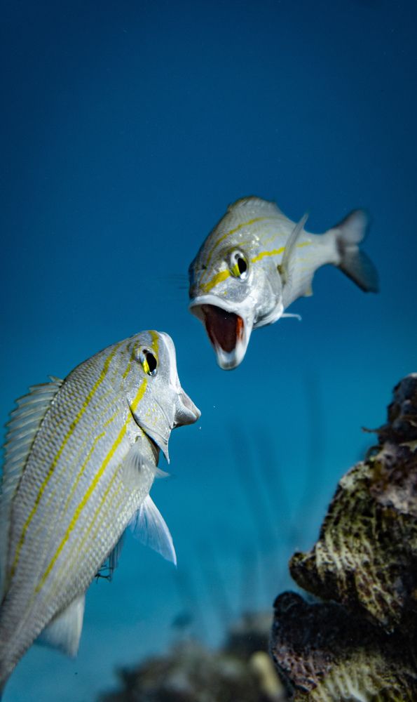 Photograph by Jose Soto