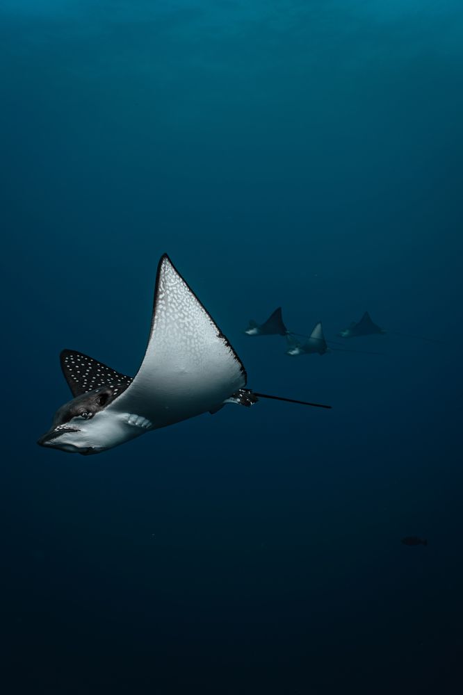 Photograph by Jose Soto