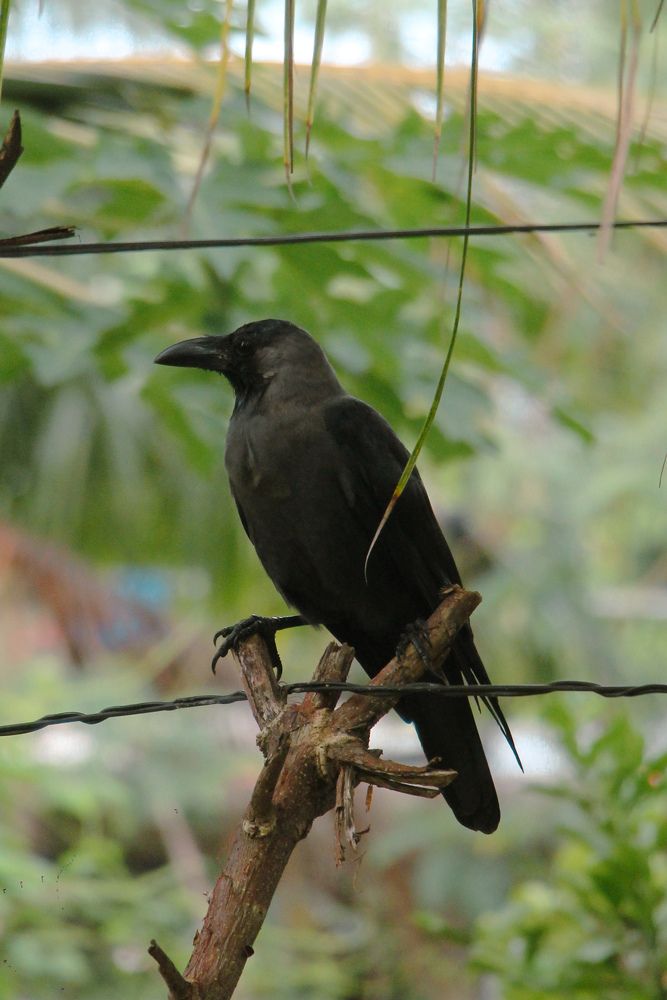 Photograph by Dewindu H. Fernando