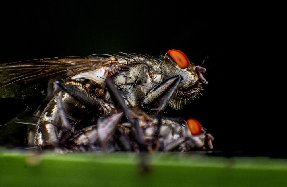 Photograph by Dewindu H. Fernando