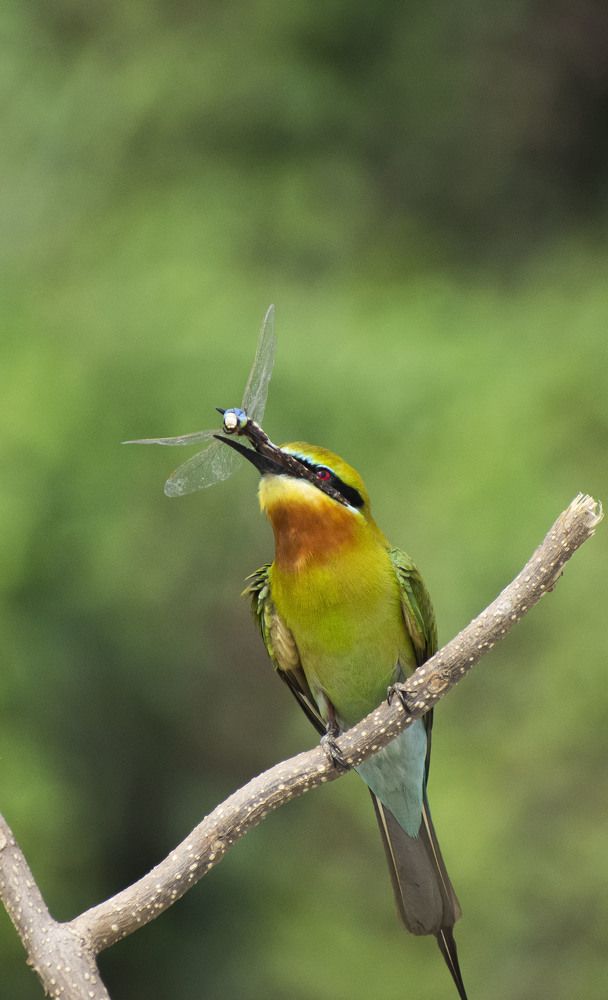 Blue tailed bee eater  with a catch
