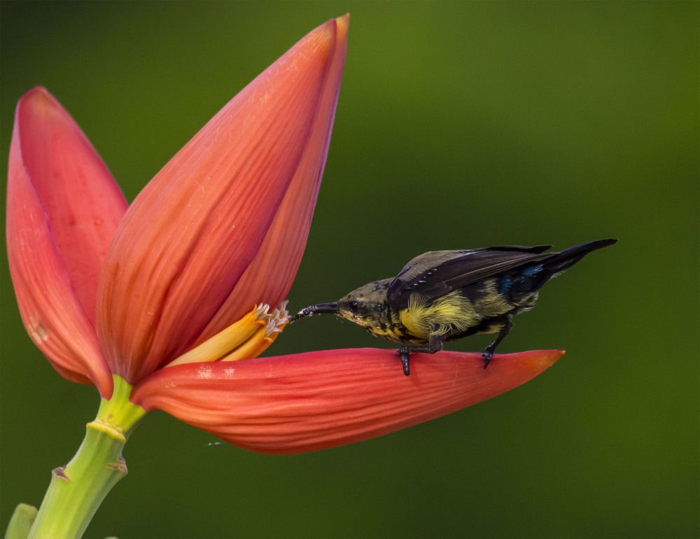 Purple sunbird on a banana heart