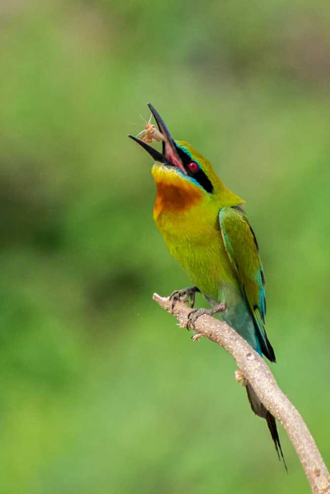 Blue tailed bee eater  with a toss