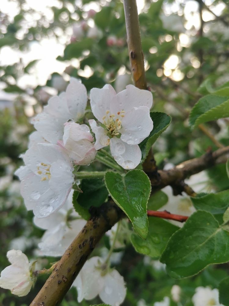 Photograph by Любовь Лунина