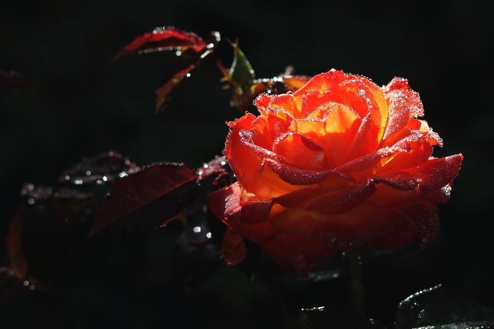 Photograph by Виктор Ноговицин