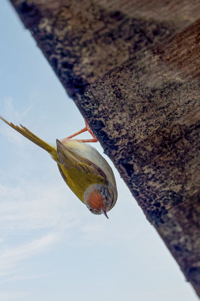 Фотография автора Suresh S S