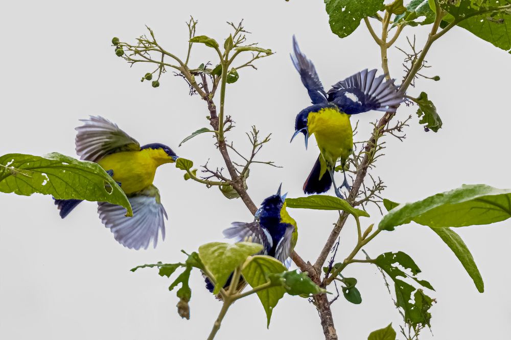 Фотография автора Suresh S S