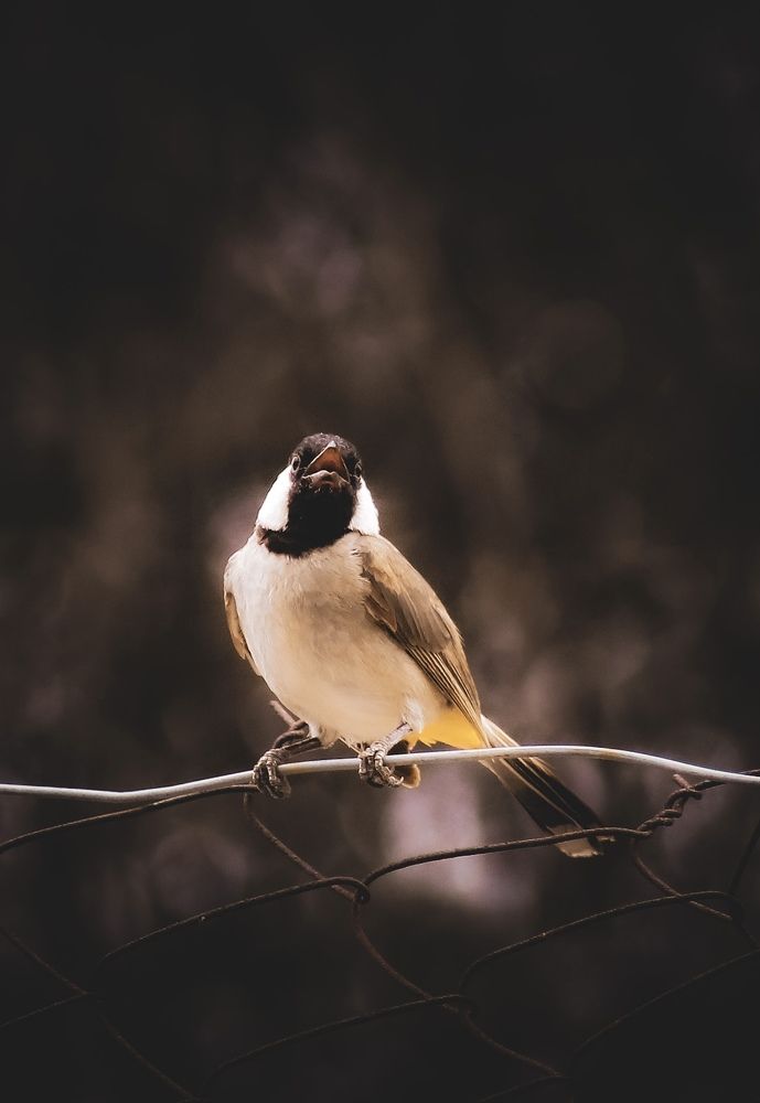 Photograph by Waleed Yousuf Alwahaibi