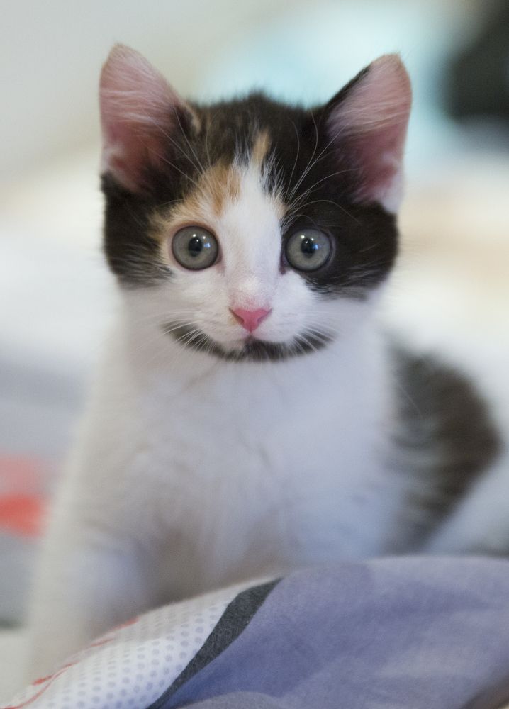 Фотография автора Андрей Колоденков