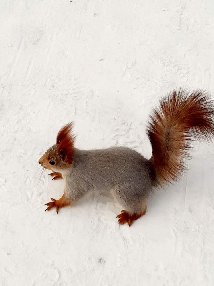 Фотография автора Наталья Шендяпина