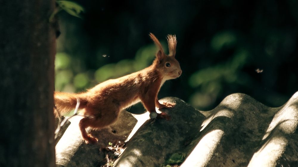 Photograph by Даниил Сырбу