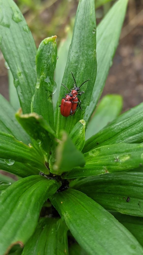 Фотография автора Васильева Ирина
