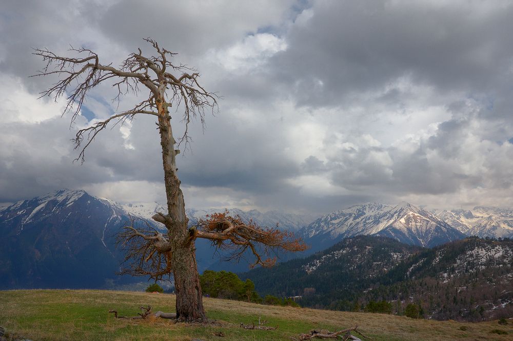 Одинокая сосна