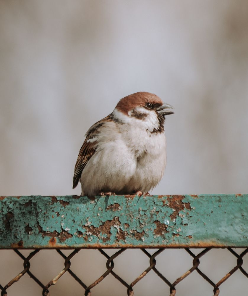 Photograph by Даниил Сырбу