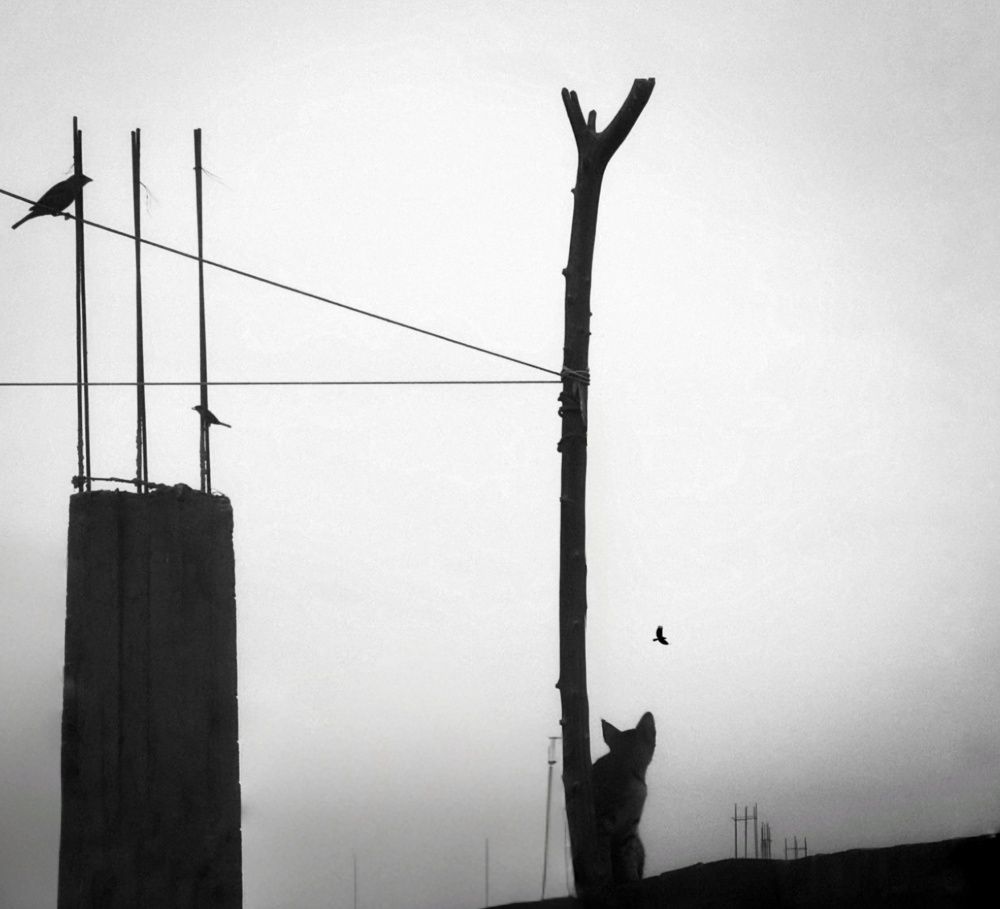 Photograph by Adel Sami