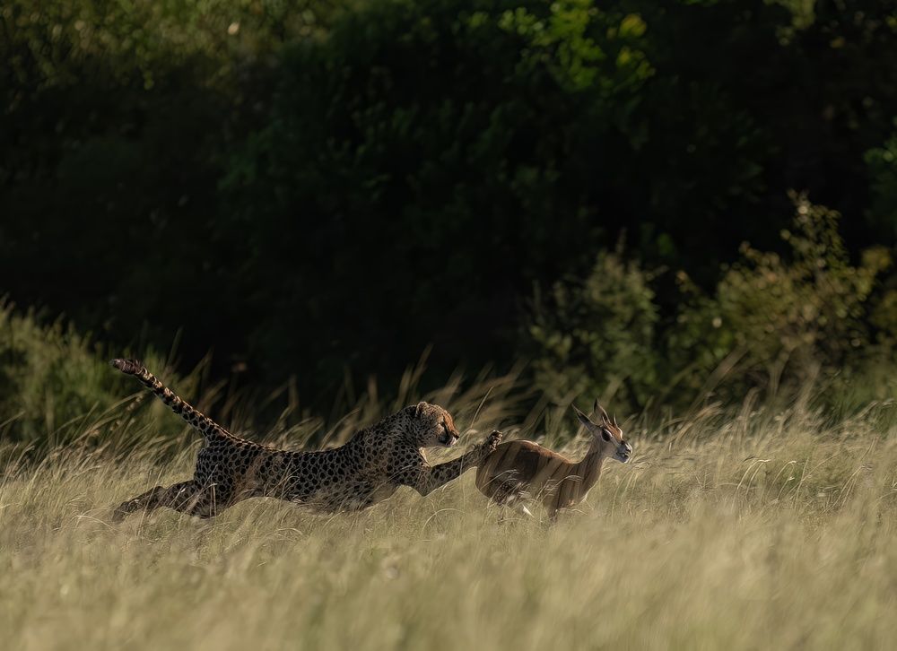 Photograph by Rajharsha Narayanswamy Narayanswamy