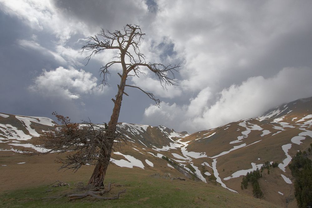 Одинокая сосна