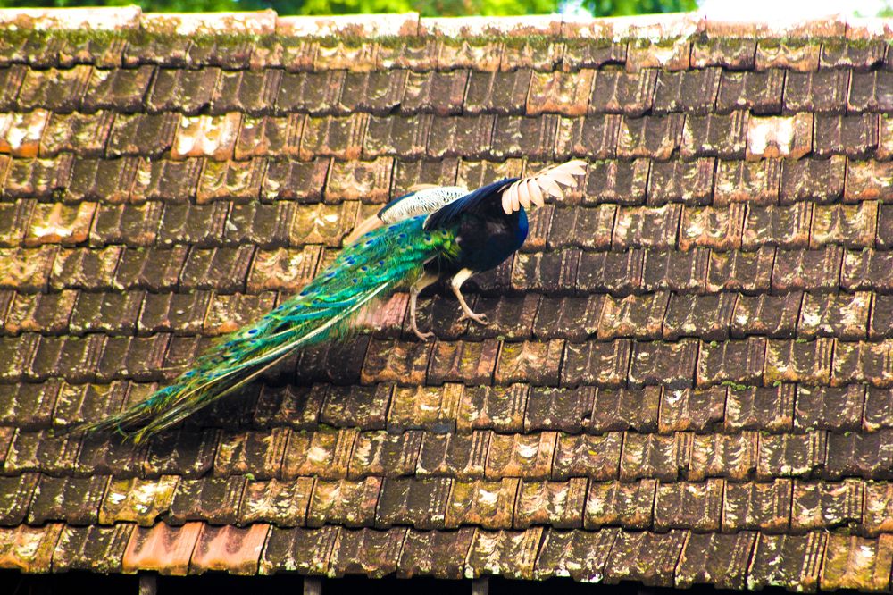 Photograph by Régis Santos