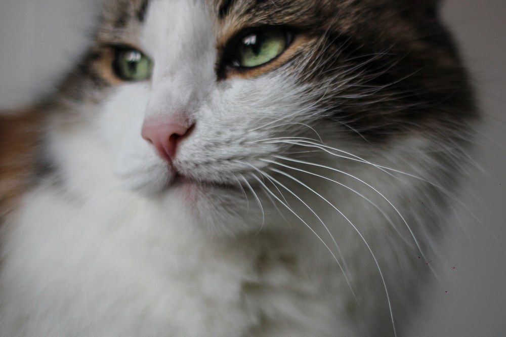 Photograph by Антон Глухов