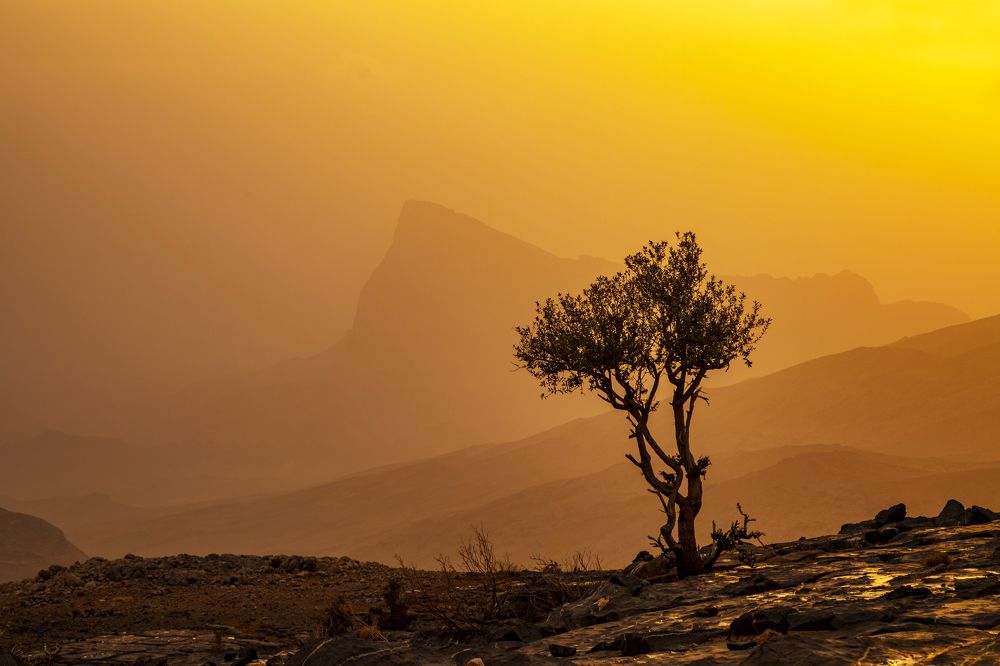 Lonely tree and golden hour.
