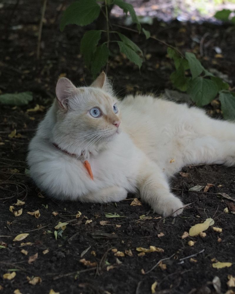 Фотография автора Ирина Мосько