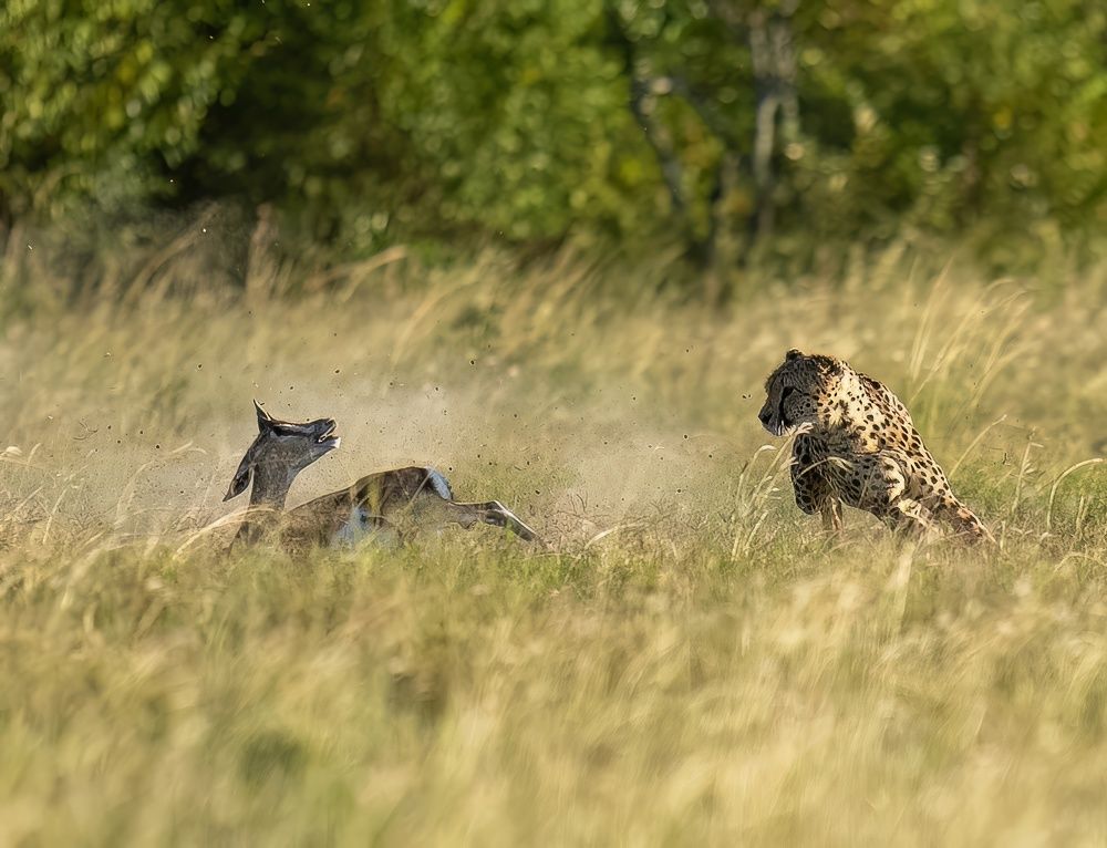 Фотография автора Rajharsha Narayanswamy Narayanswamy