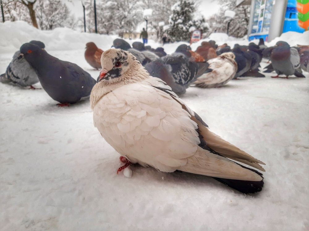 Photograph by Юлия Коробкова