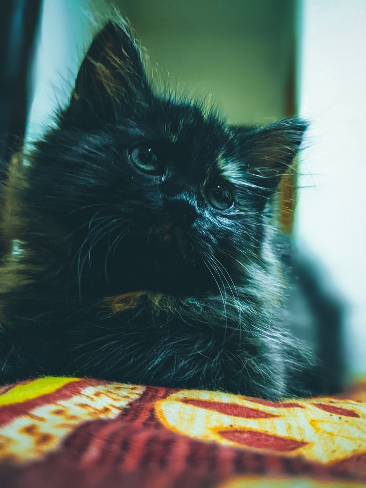 Photograph by Shahed Reza