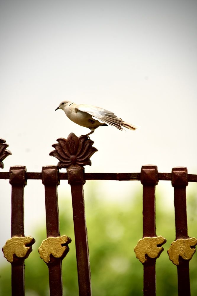 Photograph by Pihu chudasama